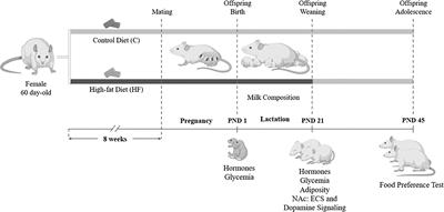 Maternal high-fat diet decreases milk endocannabinoids with sex-specific changes in the cannabinoid and dopamine signaling and food preference in rat offspring